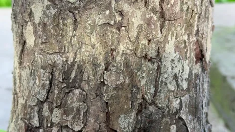 Close up of ants crawling on cracked tree bark surface Stock Footage 311982003