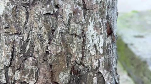 Close up of ants crawling on cracked tree bark surface Stock Footage 311982017