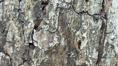 Close up of ants crawling on cracked tree bark surface Stock Footage 311982160