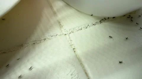 Close up of ants crawling on floor around container showing household pest Vidéo 333710532