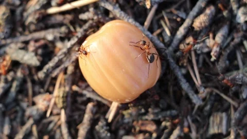 Close-up of ants crawling on the forest Stock Footage 298954982