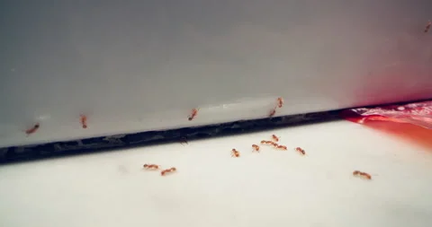Close-Up of Ants Crawling on a House Floor - Invasive Insects Indoors Stock Footage 284745207