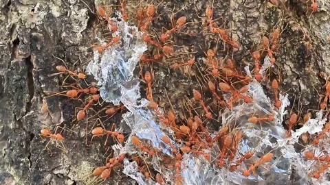 Close Up of Ants Crawling on Natural Surface in Macro Wildlife Footage 스톡 동영상 315050986