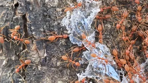 Close Up of Ants Crawling on Natural Surface in Macro Wildlife Footage Stock Footage 315050998
