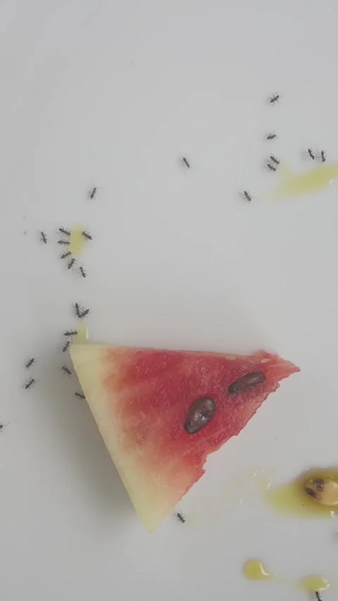 Close-up of ants crawling over a slice of fresh watermelo Vídeo Stock 309879930
