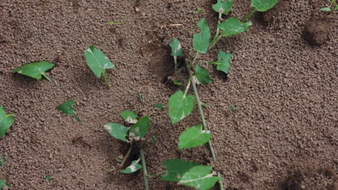 Close-up of Ants Crawling on Soil Around Small Green Weeds in a Garden Stock Footage 337424894
