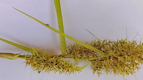 Close Up Ants Crawling On Wild Grass Flower Macro 1080p - Part 1 Stock Footage 341009136