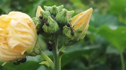 Close-Up of Ants Crawling on Yellow Flower Buds and Green Leaves Stock Footage 343735211