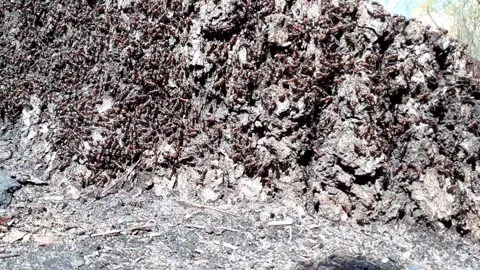 Close-up ants on a cut tree work together in the colony Stock Footage 152989891