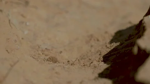 Close up of Ants in the desert sand Stock Footage 139930730