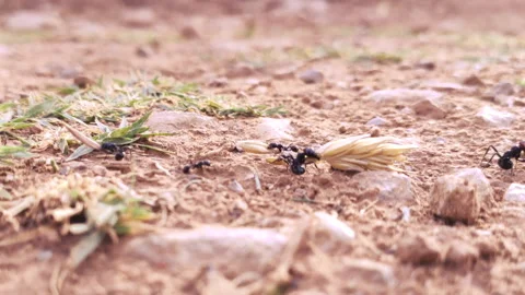 Close-Up of Ants Dragging Some Grains in Summer, Camera Traveling, HD Stock Footage 195234587