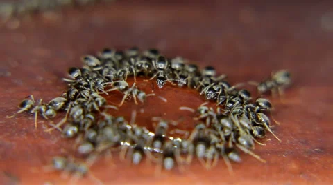 Close-up of ants eating, drinking a drop of honey Stock Footage 59724042