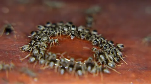 Close-up of ants eating, drinking a drop of honey Stock Footage 59724652