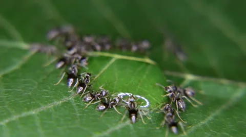 Close-up of ants eating, drinking a drop of honey Stock Footage 59725176
