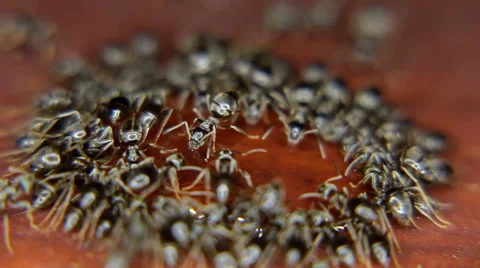 Close-up of ants eating, drinking a drop of honey Stock Footage 59725840