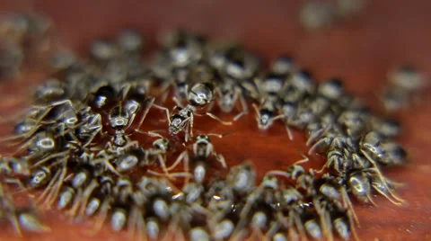 Close-up of ants eating, drinking a drop of honey Stock Footage 59726675