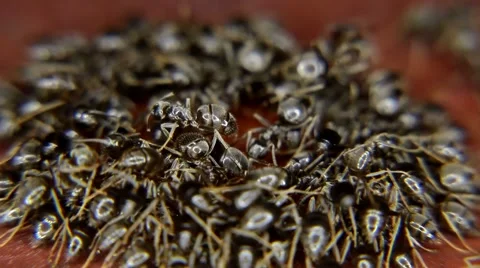Close-up of ants eating, drinking a drop of honey Stock Footage 59727266