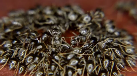 Close-up of ants eating, drinking a drop of honey Stock Footage 59728156