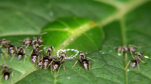 Close-up of ants eating, drinking a drop of honey Stock Footage 59729228