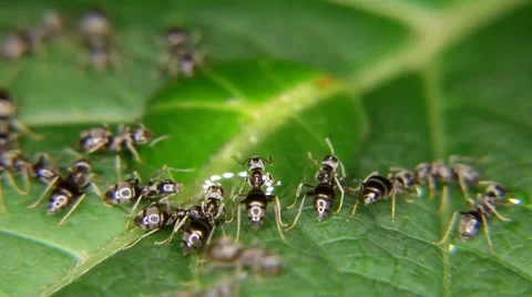 Close-up of ants eating, drinking a drop of honey Stock Footage 59757768
