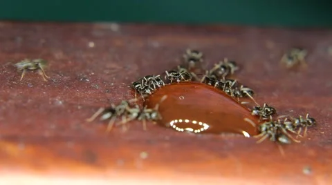Close-up of ants eating, drinking a drop of honey Stock Footage 59966622