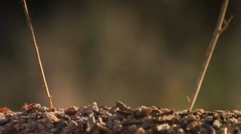 Close up on Ants Stock Footage 315250