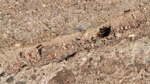 Close up of ants Vídeos de archivo 105604050