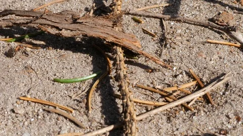 Close up of ants 库存影片 126983630