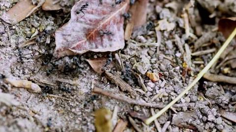 Close-up of ants helping each other find food in their nest. Use this clip for i Stock Footage 171816697