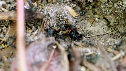 Close-up of ants helping each other find food in their nest. Use this clip for i Stock Footage 171816944
