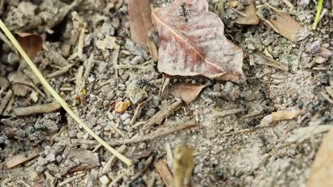 Close-up of ants helping each other find food in their nest. Use this clip for i Stock Footage 171817191