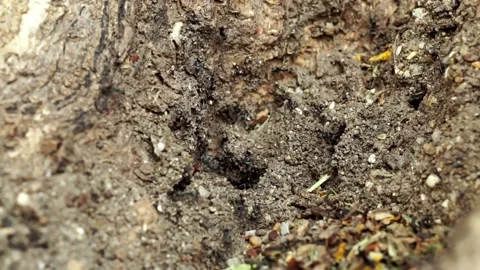 Close-up of ants helping each other find food in their nest. 스톡 동영상 198328405
