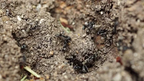 Close-up of ants helping each other find food in their nest. Stock Footage 198328556