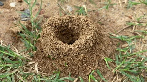 Close up ants hill Stock Footage 162907135