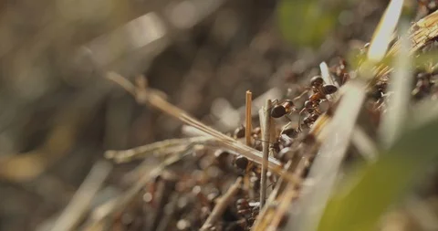 Close up on ants inside the ant hill 스톡 동영상 117549368