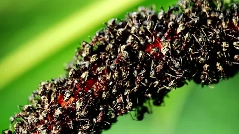 A close-up of ants interacting with aphids on a plant, highlighting the sym.. Stock Footage 344655814
