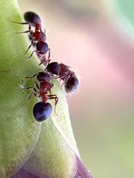 Close-up of ants on a leaf (5) Stock Photos