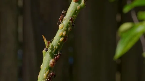 Close Up Ants On Lemon Plant Stem Stock Footage 340323286
