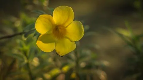 Close up of ants looking for food inside the yellow flower. green leaves back Stock Photos
