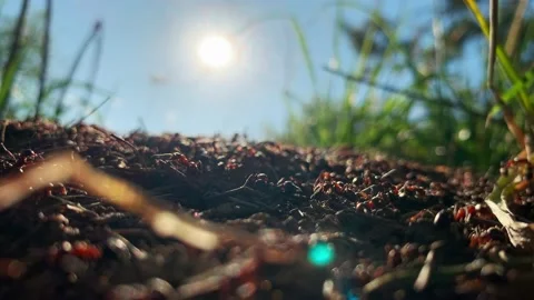 Close up ants. Macro. Fiery ant colony of insects or red wood ants moving  Stock Footage