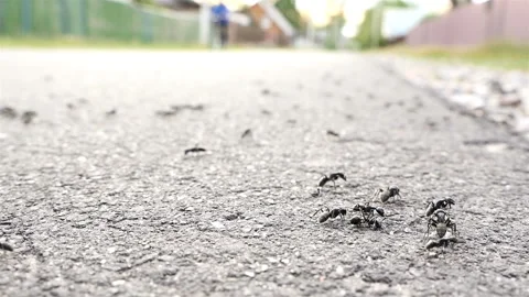 Close-up of ants, macro. A ride on the bicycle. Slow motion Stock Footage 90722980