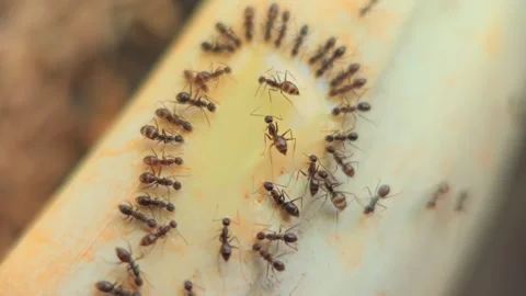 Close-up of Ants marching on a plant stem in natural sunlight 스톡 동영상 333803864