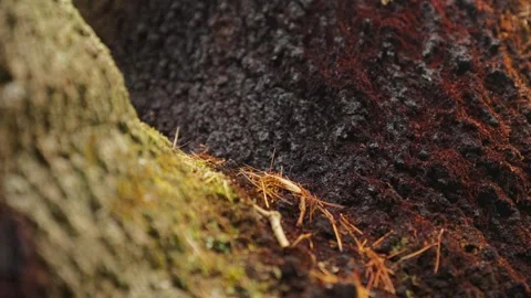 Close up of ants moving across tree Видео 295079910