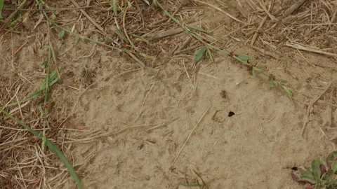 Close-up of ants moving on dry soil near plant roots outdoors Stock Footage 344634760