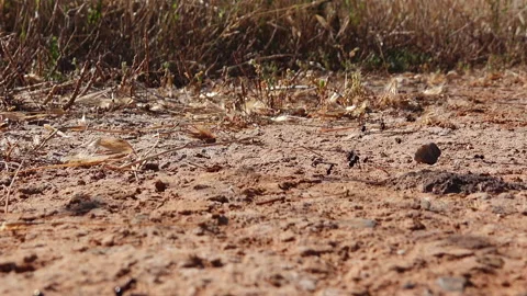 Close-Up Of Ants Moving Stock Footage 134534484