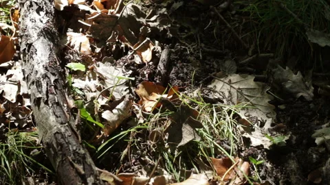 Close-Up of Ants Moving on a Log in the Woods Stock Footage 153804056