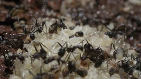 Close up ants moving nest Stock Footage 48733084