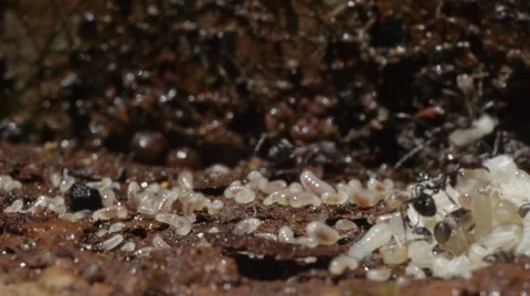 Close up ants moving nest Stock Footage 48733187