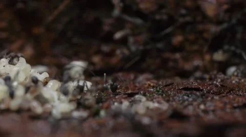 Close up ants moving nest Stock Footage 48733700