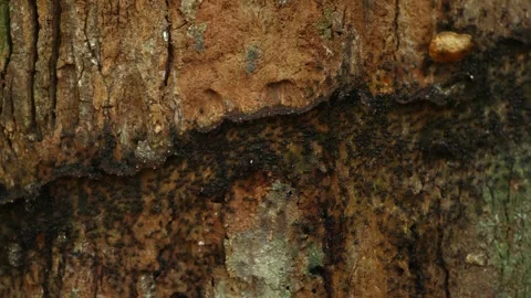 Close-up of ants moving on rugged tree, inside the bark of a tree Stock Footage 258204600